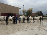 Création d’une Brigade Equestre à Lille