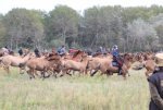 Le Henson, ce petit cheval qui s’exporte hors de nos frontières