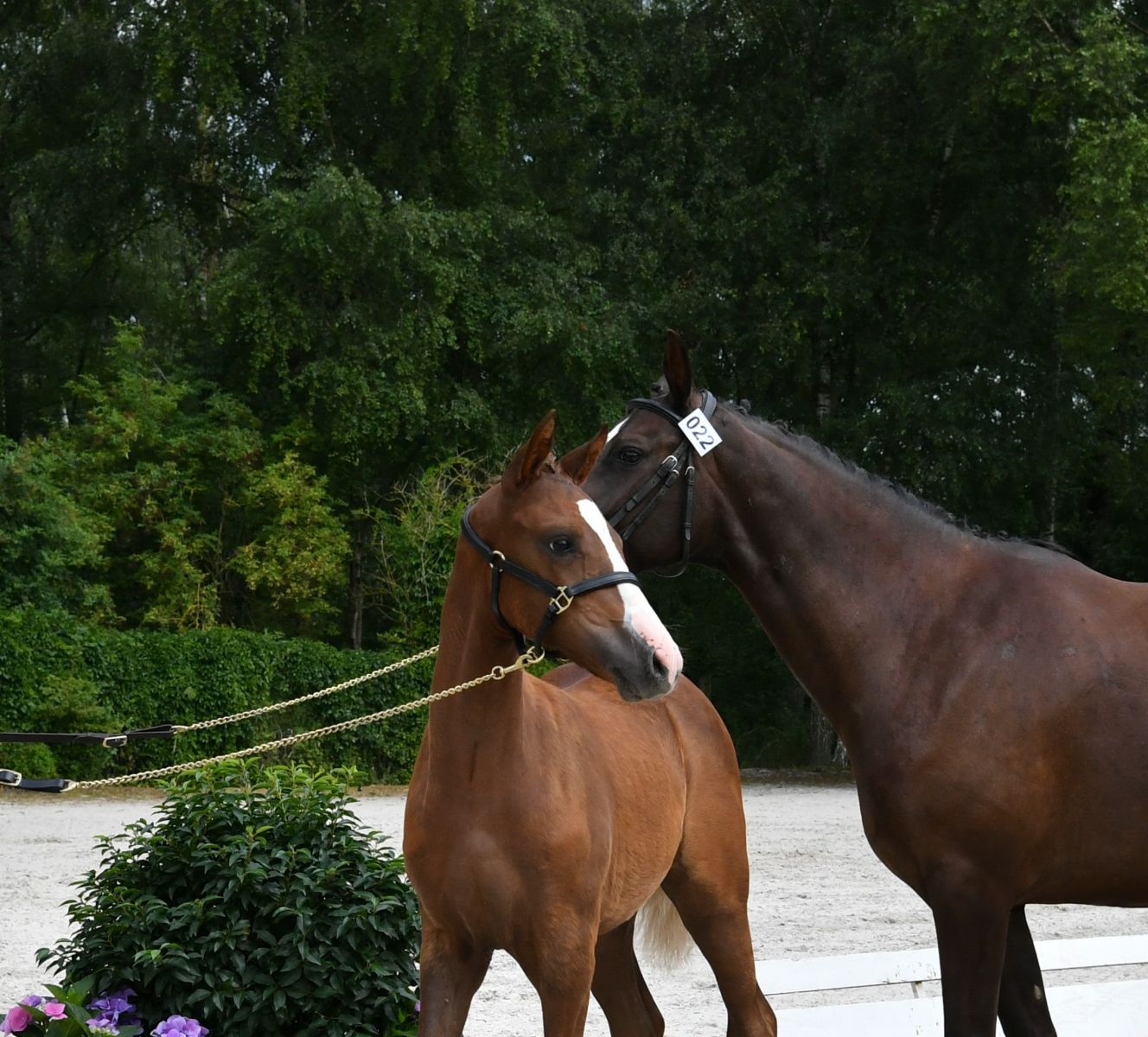 Catalogue Élevage 2022 - Chevaux et poneys de sports Hauts-de-France