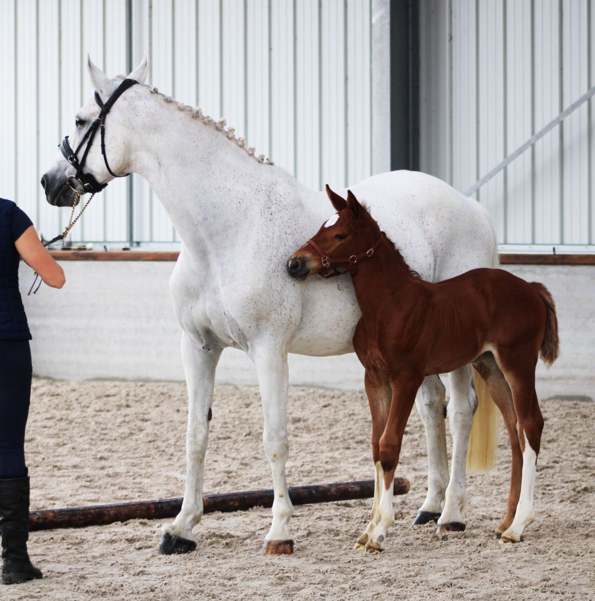 Catalogue Élevage 2023 - Chevaux et poneys de sport - Hauts-de-France